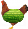 Attached Image: thWatermelon_Chicken.png