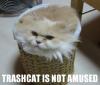 Attached Image: trashcat.jpg